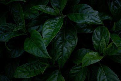 Full frame shot of green leaves