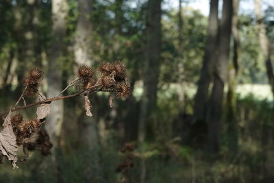 Close-up of wilted plant in forest