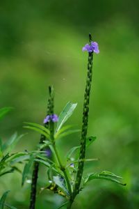 Close-up of purple flowering plant