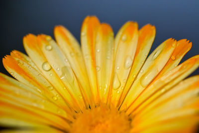 Close-up of wet yellow flower against black background