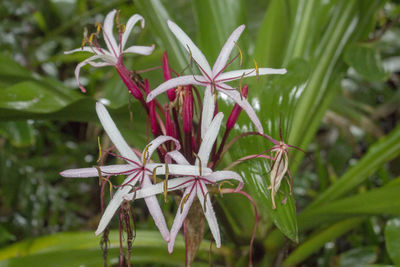 Close-up of flowers blooming outdoors