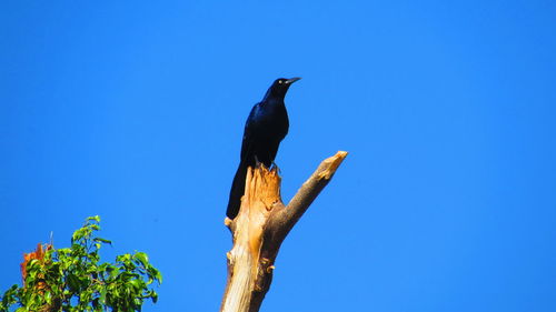 Low angle view of bird perching on tree against clear blue sky