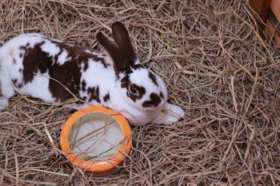 High angle view of dog ball on field