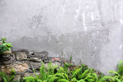 Plants growing on rock against wall