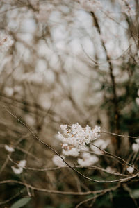 Close-up of white cherry blossom tree