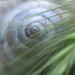 Close-up of snail