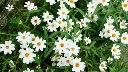 High angle view of white flowers blooming on field