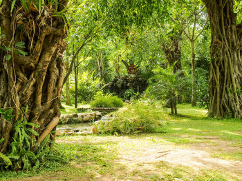 Trees growing in forest