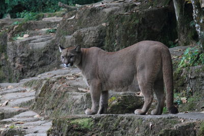 Side view of puma standing on rock