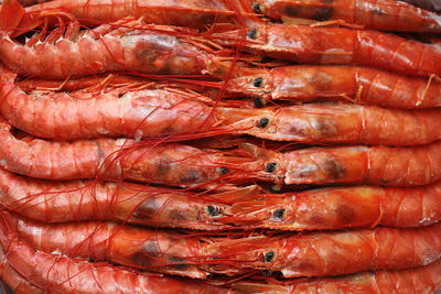Close-up of fish