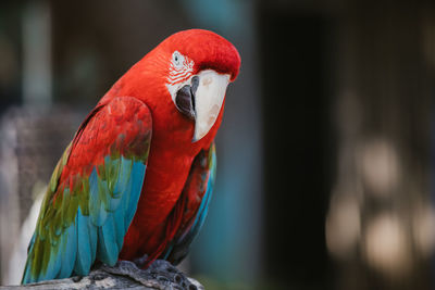 Close-up of parrot perching