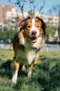 Portrait of dog on field