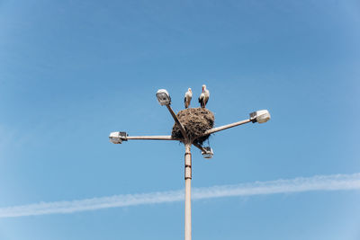 Low angle view of bird perching on street light against sky