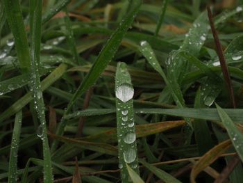 Close-up of wet plant during winter