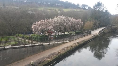 Reflection of trees in river