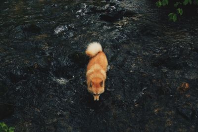High angle view of a dog in water
