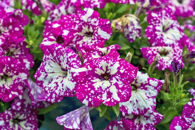 Close-up of pink flowering plants