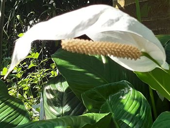 Close-up of white butterfly on leaves
