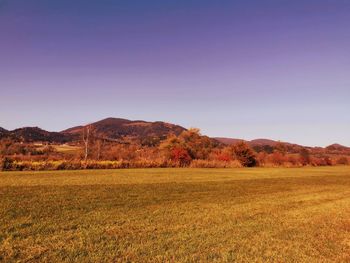 Scenic view of field against clear sky