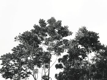 Low angle view of trees against clear sky