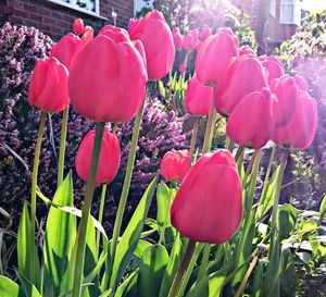 Close-up of red tulips blooming