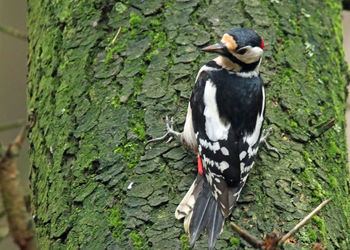 Close-up of bird on tree trunk