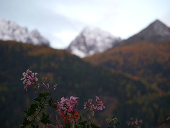 Close-up of flowers blooming against sky