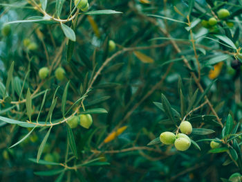 Close-up of fresh green plant