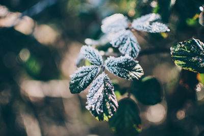 Close-up of snow on plant