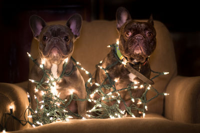 French bulldogs with illuminated christmas lights on chair