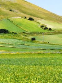 Scenic view of grassy field