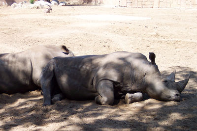 Horse relaxing on ground