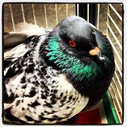 Close-up portrait of a bird