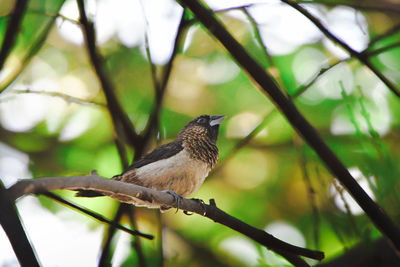 Tailorbird