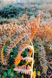 Close-up of orange flowering plant on field