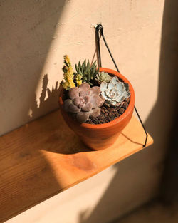 High angle view of potted plant on table with shiny sun