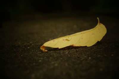 Close-up of autumnal leaves on ground