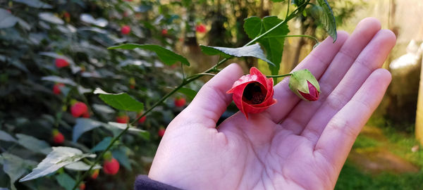 Close-up of hand holding plant