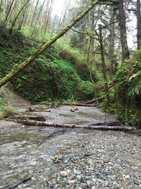 Road passing through forest