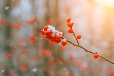 Close-up of red berries on tree during winter