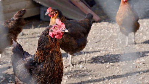 Chicken portrait