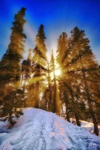 Low angle view of trees on snow covered landscape