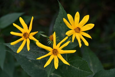 Close-up of yellow flowering plant