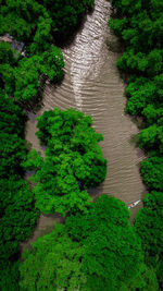 High angle view of river amidst trees in forest