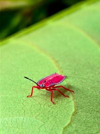 Close-up of insect on leaf