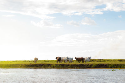 Horses in a field