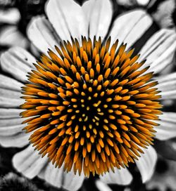 Close-up of yellow flower