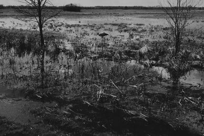 View of birds on landscape against the sky