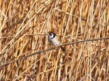 Close-up of bird perching on plant