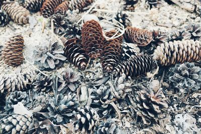 Close-up of pine cone on land